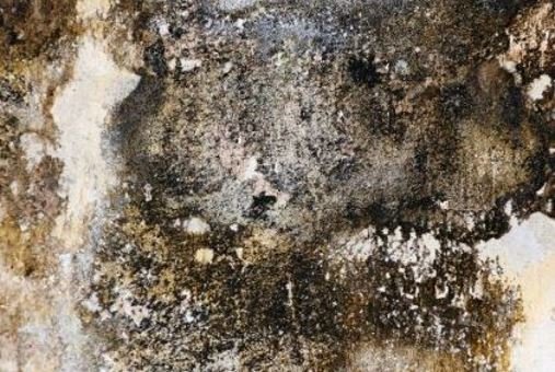Schimmelpilz behandeln / Farbe bei Schimmel Schimmelpilz Behandeln / Farbe Bei Schimmel - SCHIMMELBEFALL WAS TUN?