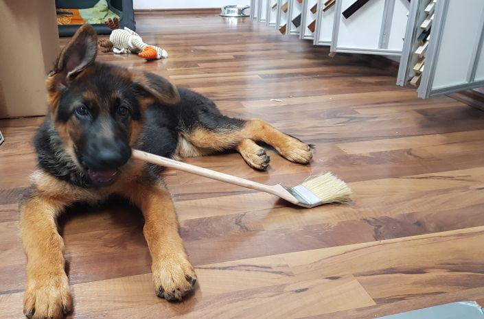 Cora Babyhund